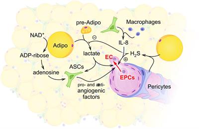 Plasticity of Adipose Tissue-Derived Stem Cells and Regulation of Angiogenesis